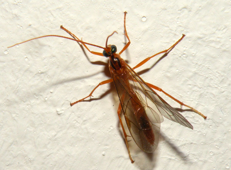 Enicospilus? No. Tryphoninae, genere Netelia